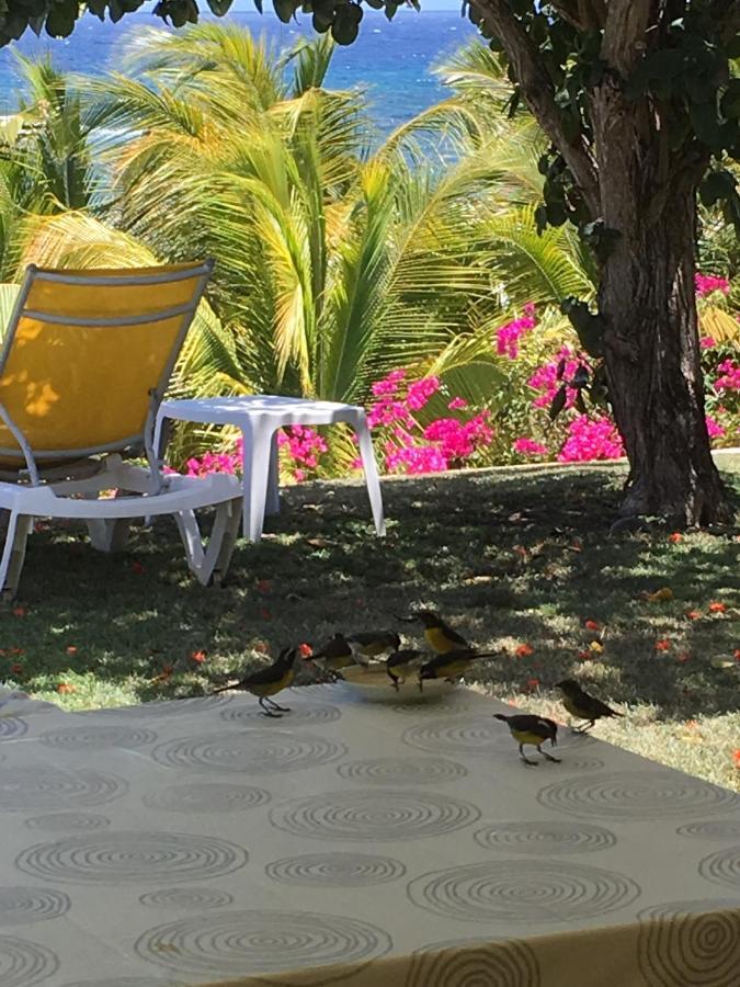 Villa Guadeloupe Saint Francois Acces Mer Piscine Iguana Bay - Villa Zagadi Ngoại thất bức ảnh